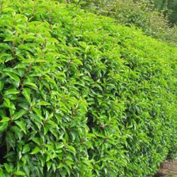 Extra image of 15 x 3-4ft Laurel (Prunus Laurocerasus 'Rotundifolia') Large Multi-stemmed Bushy Bare Root Evergreen Hedging Plants Whip Sapling
