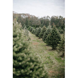Extra image of 45 x 15-25cm Nordmann (Abies Nordmanniana) Christmas Tree Field Grown Bare Root Tree Whip Plants Sapling
