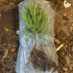 Extra image of 25 x 25-40cm Norway Spruce (Picea Abies) Field Grown Evergreen Bare Root Tree Whip Sapling