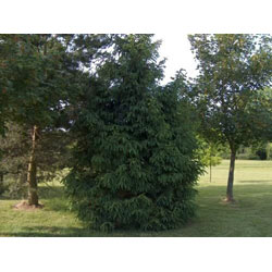 Small Image of 200 x 40-70cm Norway Spruce (Picea Abies) Field Grown Evergreen Bare Root Tree Whip Sapling