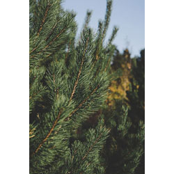 Extra image of 100 x 40-70cm Norway Spruce (Picea Abies) Field Grown Evergreen Bare Root Tree Whip Sapling