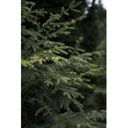 Extra image of 500 x 25-40cm Norway Spruce (Picea Abies) Field Grown Evergreen Bare Root Tree Whip Sapling