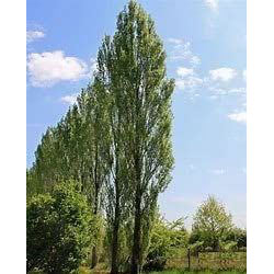 Extra image of 30 x 4-5ft Poplar (Populus Nigra) Field Grown Bare Root Hedging Plants Tree Whip Sapling