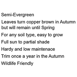 Extra image of 125 x 3-4ft Purple Beech (Fagus Sylvatica Atropunicea) Semi-Evergreen Field Grown Hedging Plants