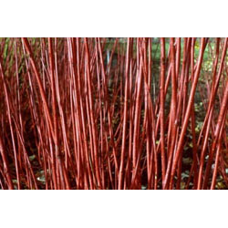 Small Image of Red Dogwood (Cornus Alba 'Sibirica') Field Grown Hedging Plants - 2-3ft