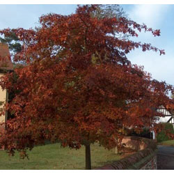 Small Image of 40 x 2-3ft Red Oak (Quercus Rubra) Field Grown Hedging Plants Tree Whip Sapling