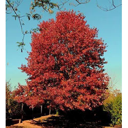 Extra image of 50 x 2-3ft Red Oak (Quercus Rubra) Field Grown Hedging Plants Tree Whip Sapling