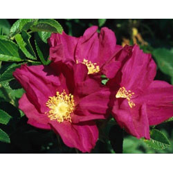 Small Image of 40 x 1-2ft Red Hedging Rose (Rosa Rugosa 'Rubra') Field Grown Bare Root Hedging Plants Tree Whip Sapling