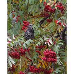 Extra image of 5 x 4ft Rowan (Sorbus Acuparia) / Mountain Ash Native Hedge Plants Hedging Bare Root Tree Saplings