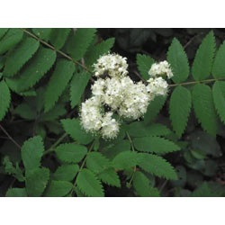 Extra image of 200 x 4-5ft Rowan (Sorbus Acuparia) / Mountain Ash Native Hedge Plants Hedging Bare Root Tree Saplings