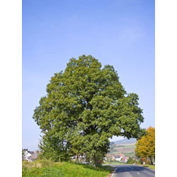 Small Image of 30 x 3-4ft Sessile Oak (Quercus Petraea) Field Grown Bare Root Hedging Plants Tree Whip Sapling