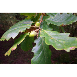 Extra image of 40 x 3-4ft Sessile Oak (Quercus Petraea) Field Grown Bare Root Hedging Plants Tree Whip Sapling