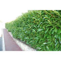 Small Image of Shady Laurel Evergreen Hedge Plants Hardy Bare Root 2-3ft
