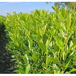 Extra image of Shady Laurel Evergreen Hedge Plants Hardy Bare Root - 3ft