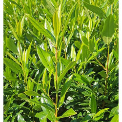 Extra image of Shady Laurel Evergreen Hedge Plants Hardy Bare Root 2-3ft