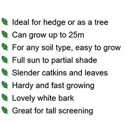 Extra image of Silver Birch (Betula Pendula) Field Grown Hedging Plants - 2ft
