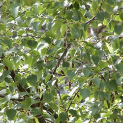Extra image of 125 x 4ft Silver Birch (Betula Pendula) Field Grown Hedging Plants Tree Sapling