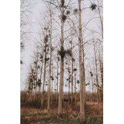 Extra image of 35 x 2-3ft Silver Birch (Betula Pendula) Field Grown Hedging Plants Tree Sapling