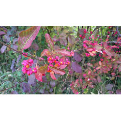 Small Image of Spindle (Euonymus Europaeus) Field Grown Hedging Plants 3-4ft
