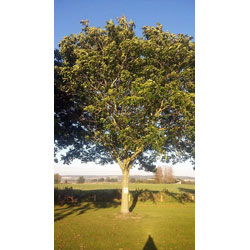 Small Image of 5 x 40-60cm Walnut (Juglans Regia) Field Grown saplings Hedging Plants Tree Whip