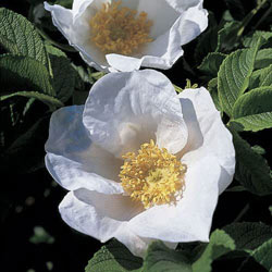Small Image of 35 x 1-2ft White Hedging Rose (Rosa Rugosa 'Alba') Field Grown Bare Root Hedging Plants Tree Whip Sapling
