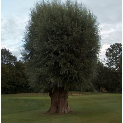 Small Image of 75 x 3-4 White Willow (Salix Alba) Field Grown Bare Root Hedging Plants Tree Whip Sapling