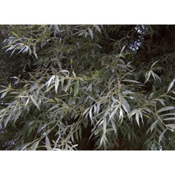 Extra image of 35 x 3-4 White Willow (Salix Alba) Field Grown Bare Root Hedging Plants Tree Whip Sapling