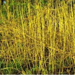 Small Image of 35 x 1-2ft Yellow Dogwood (Cornus Stolonifera 'Flaviramea') Field Grown Hedging Plants Tree Sapling