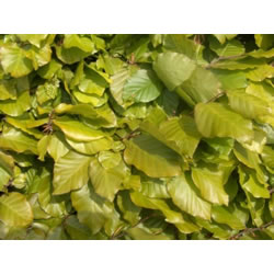 Extra image of 10 x Green Copper Beech Bare Root Hedging Plants Semi-Evergreen - 1-2ft