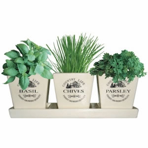 Taylors Ceramic Windowsill Herb Kit pots, compost \u0026 seeds parsley, chives, basil  \u00a39.5 