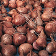 Thompson & Morgan Onion Sets - Shallot Pikant