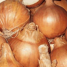 50 Onion Sets - Sturon (Spring Planting)