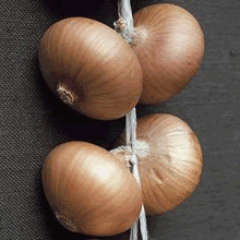 50 Onion Sets - Stuttgarter (Spring Planting)