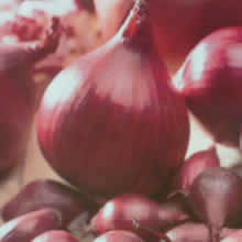 30 Onion Sets - Electric (Autumn Planting)