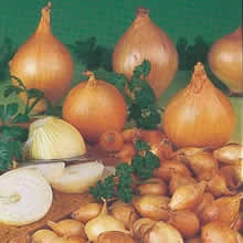 Onion Sets - Senshyu Yellow (Autumn Planting)