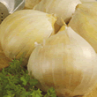 Garlic Bulbs - Elephant Garlic
