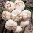 Garlic Bulbs - Wight Cristo (2 Bulb)