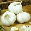 Garlic Bulbs - Marco (3 bulbs)