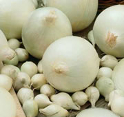 100 Onion Sets - Snowball (Autumn Planting)