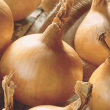 50 Onion Sets - Centurion (Spring Planting)