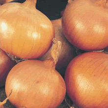 100 Onion Sets - Setton (Spring Planting)