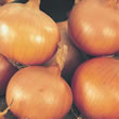 100 Onion Sets - Setton (Spring Planting)