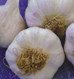 Solent Wight Garlic Bulbs (Spring Planting)