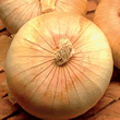 50 Onion Sets - Allium