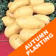 Autumn Planting Seed Potatoes - Charlotte