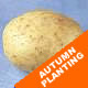 Autumn Planting Seed Potatoes - Duke of York
