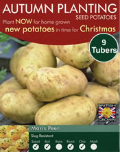 Autumn Planting Seed Potatoes - Maris Peer