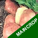 Seed Potatoes - Maincrop  Desiree 2.5kg