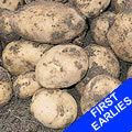 Seed Potatoes - First Earlies Accord