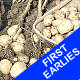 Seed Potatoes - First Earlies Home Guard 2.5kg